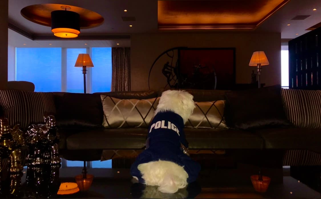 Canine Couture product