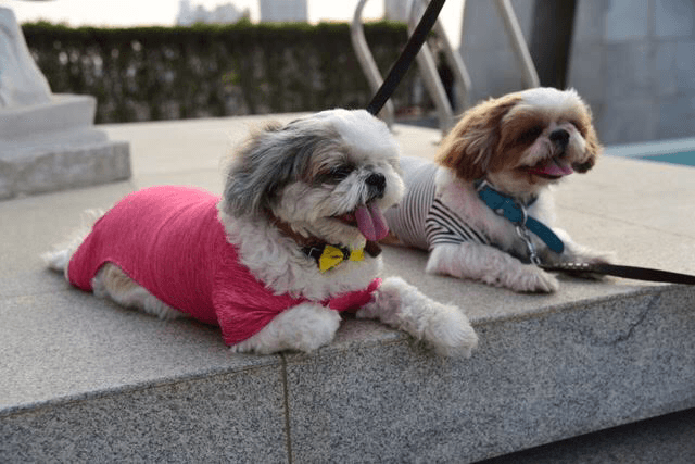 Canine Couture product