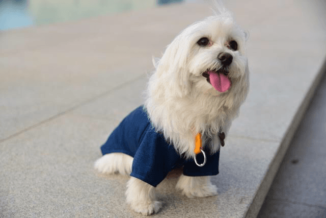 Canine Couture product