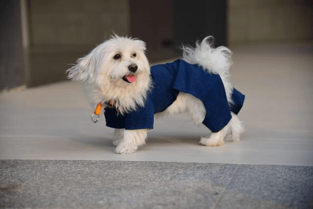 Canine Couture product