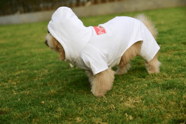 Canine Couture product