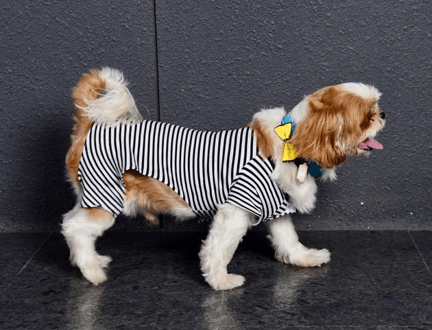 Canine Couture product